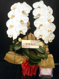 【還暦のお祝いとして】大変立派で素敵な胡蝶蘭をお送りいただきありがとうございました。