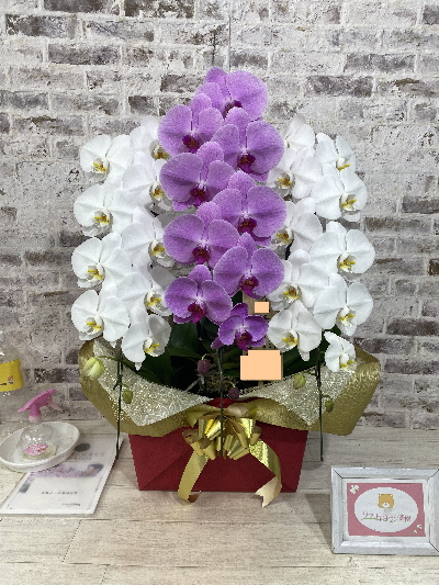 【就任祝い】1本ずつが鉢に入っていることをお伝えすると 「すごいですね!!」と、仰って頂けました。