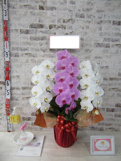 【御祝】たいそう喜んでいまして、贈った私達もとてもうれしくなりました。