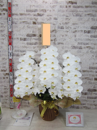 【開店祝い】本当に綺麗で立派な胡蝶蘭で、私も送り先の妹も大満足しています!