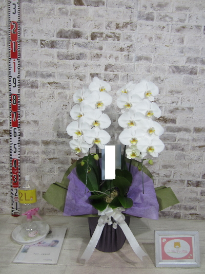 【お供え】贈り主の私にもメールや写真も丁寧で信頼のおけるお店と感じました。