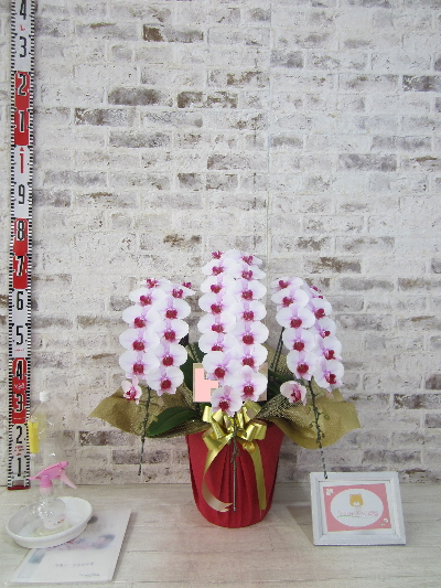 【お誕生日のお祝いとして】何から何まで、ご丁寧にご対応くださいまして本当にありがとうございました。