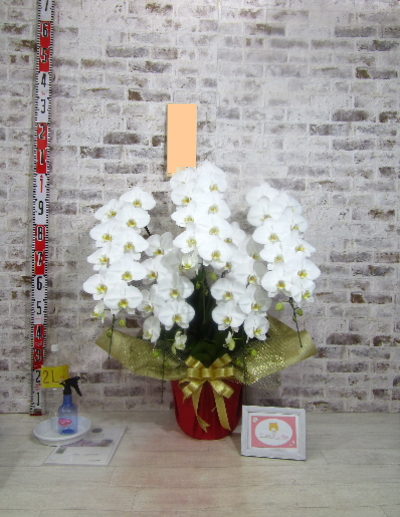 【周年祝い】また胡蝶蘭の贈答の機会がありましたらお願いしたいと思います。