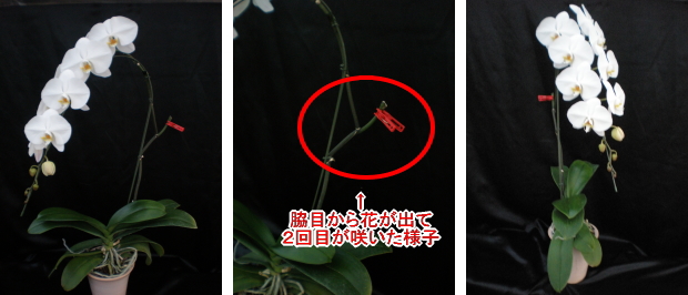 胡蝶蘭の二度咲きのやり方 胡蝶蘭販売 ランノハナドットコム
