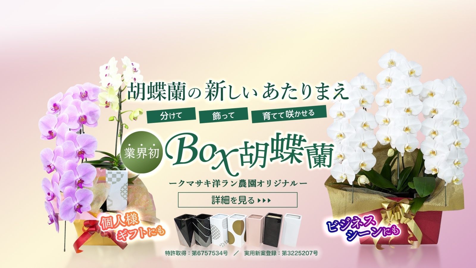 3F白胡蝶蘭鉢 （ご予約販売の商品) お電話にて配達日時と数量を