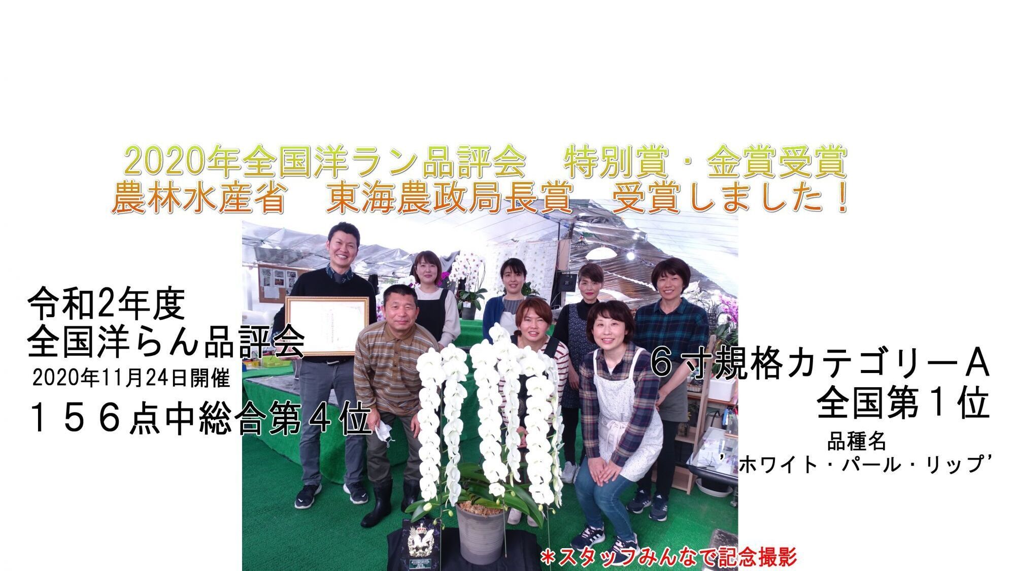 胡蝶蘭 3本立 5本立 お祝いギフト通販 花の贈り物 クマサキ洋ラン農園 胡蝶蘭 3本立 5本立 お祝いギフト通販 花の贈り物 クマサキ洋ラン農園