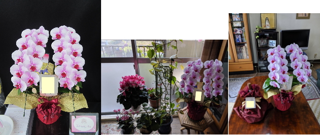 【金婚式祝い】海外から大阪のご実家へ、ピンクのミディ系胡蝶蘭のギフト