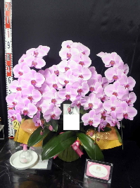 【開店祝い】とても綺麗なピンク色が開店の御祝いにピッタリだと思います。 無事先方へ届いたとの事、すてきな胡蝶蘭を選んで頂きありがとうございます。