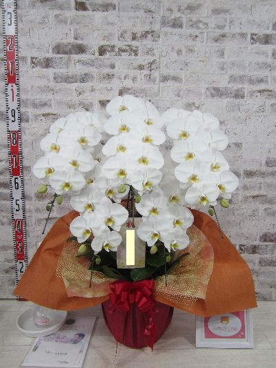 【開院５周年のお祝い】本日、注文した胡蝶蘭が届きました。  とても素敵な胡蝶蘭に感激しました。