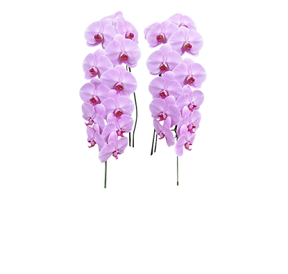 さくら色大輪胡蝶蘭 ハッピー ストリーム ｍサイズ ２本立 ７つの特典付き 胡蝶蘭販売 ランノハナドットコム