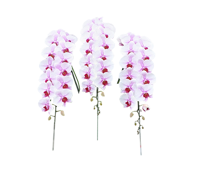 農林水産大臣賞受賞品種】ミディ系ピンク胡蝶蘭！『乙姫（おとひめ