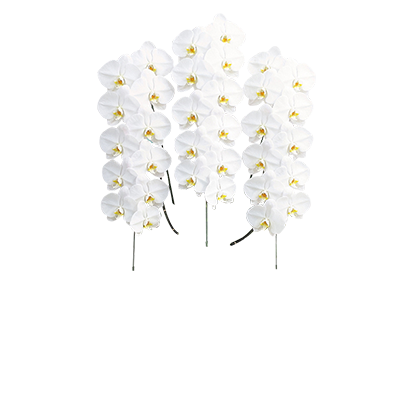 ラッピングを選ぶ ラッピングシミュレーター 胡蝶蘭販売 ランノハナドットコム ラッピングを選ぶ ラッピングシミュレーター 胡蝶蘭販売 ランノハナドットコム