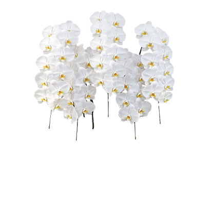 胡蝶蘭　生花花鉢　紅白ロング 超大型送料5,800円】新商品！【紅白胡蝶蘭 (こうはくこちょうらん) 7