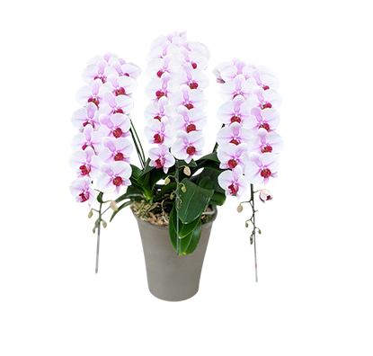 農林水産大臣賞受賞品種】ミディ系ピンク胡蝶蘭！『乙姫（おとひめ