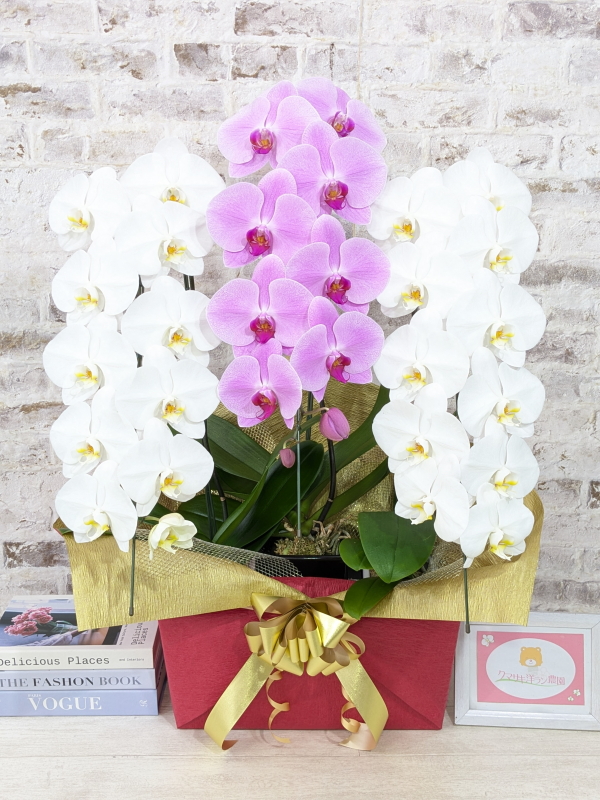 【☆新機能☆ＢＯＸ胡蝶蘭】　紅白胡蝶蘭　３本立て＊白・ピンク＊（大輪）＜７つの特典付き！＞〈約高さ９０ｃｍ、横幅５５ｃｍ、奥行き４０ｃｍ〉33輪以上