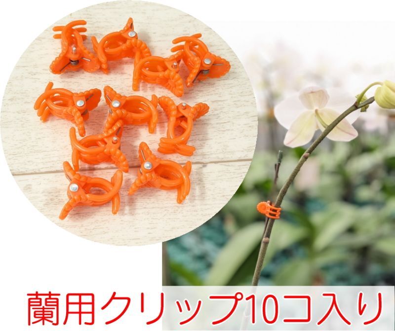 【送料込み＊ポストへお届け】蘭用クリップ(オレンジ)１０コ入り