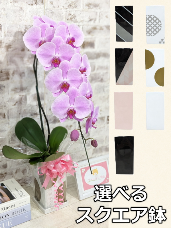 ☆鉢も楽しむ！7種の『スクエア鉢』☆華やかなピンク大輪胡蝶蘭＊角鉢＊１本立＊＜７つの特典付き！＞〈約高さ80ｃｍ、横幅25ｃｍ、奥行き35ｃｍ〉11輪以上＜squareシリーズ＞