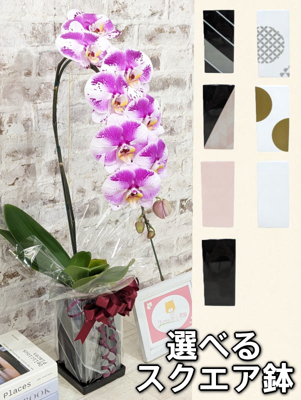 ☆鉢も楽しむ！7種の『スクエア鉢』☆スタイリッシュで独創的【パープル・シオン】＊角鉢＊１本立＊＜７つの特典付き！＞〈約高さ80ｃｍ、横幅25ｃｍ、奥行き35ｃｍ〉11輪以上＜squareシリーズ＞