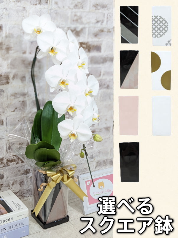 ☆鉢も楽しむ！7種の『スクエア鉢』☆純白の白が美しい！定番の白大輪胡蝶蘭＊角鉢＊１本立＊＜７つの特典付き！＞〈約高さ80ｃｍ、横幅25ｃｍ、奥行き35ｃｍ〉11輪以上＜squareシリーズ＞